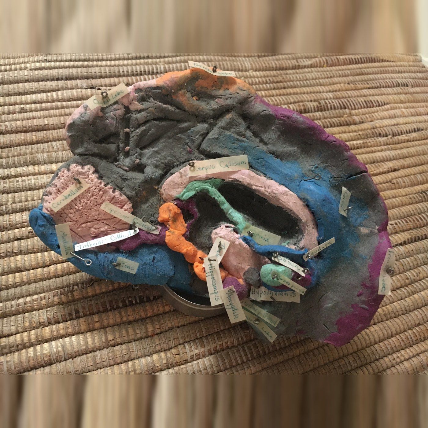 A brain modelled in clay, its parts labelled on small flags.