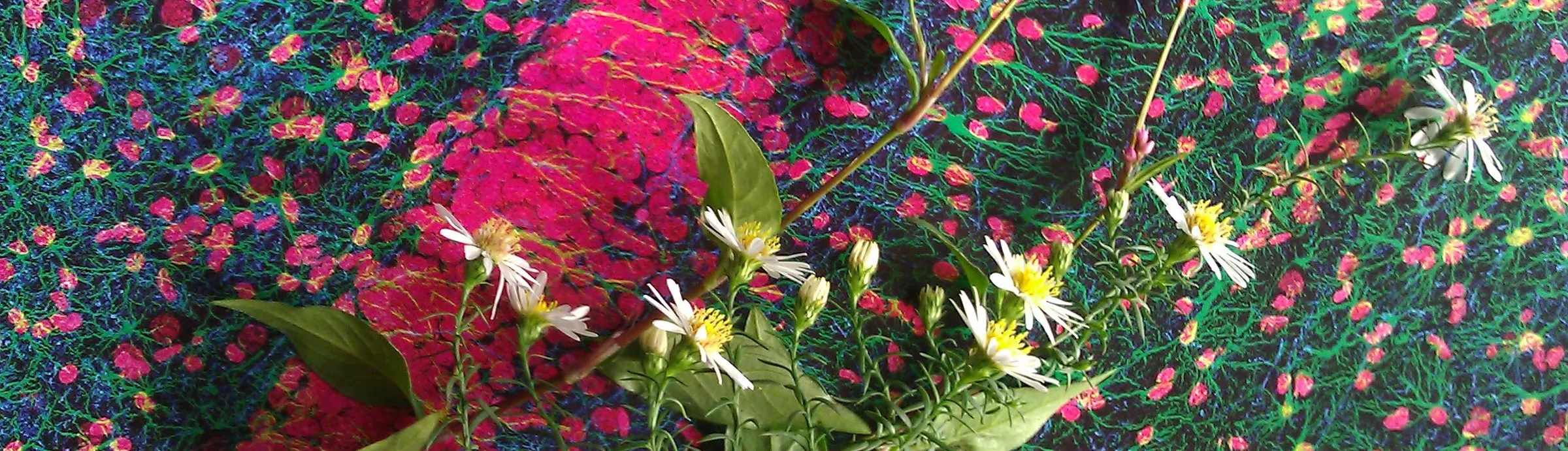 Daisies and blossom laid over a stained section of brain tissue.