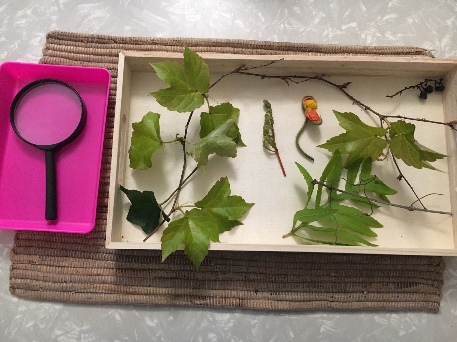 A tray of leaves and seed heads laid out with a magnifying glass.