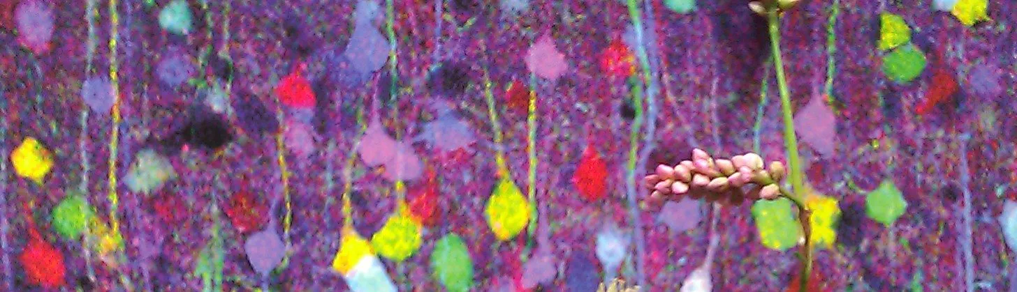 A seed head and an autumn leaf laid over a stained section of brain tissue.