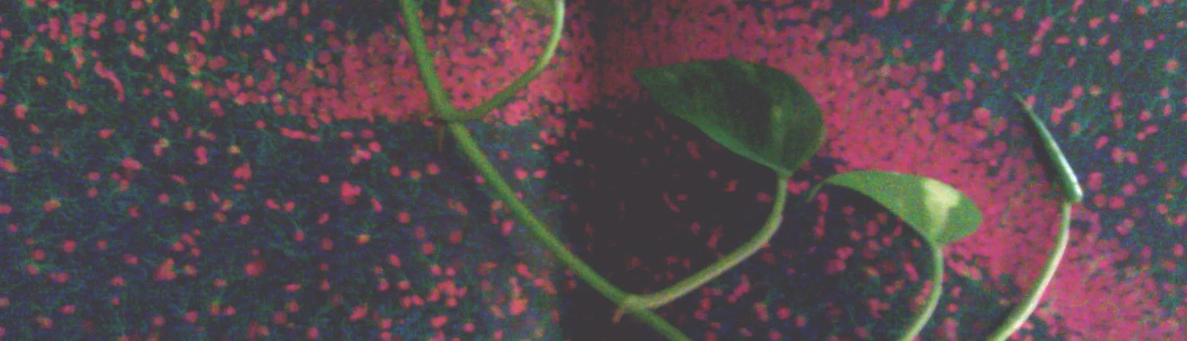 Green vines laid over a stained section of brain tissue.