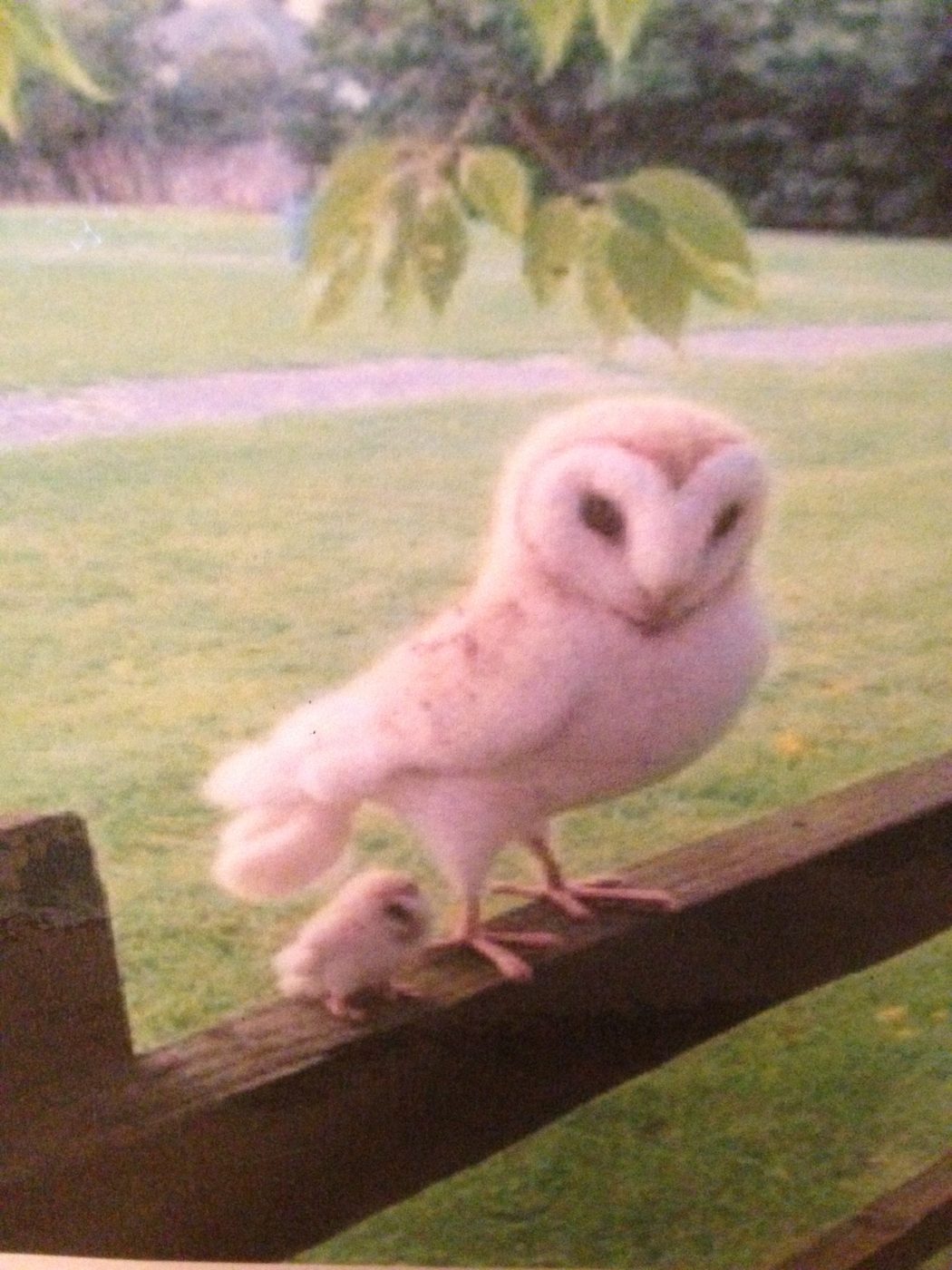 IMG_6006